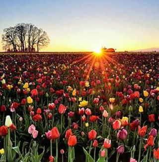 flowers.jpg